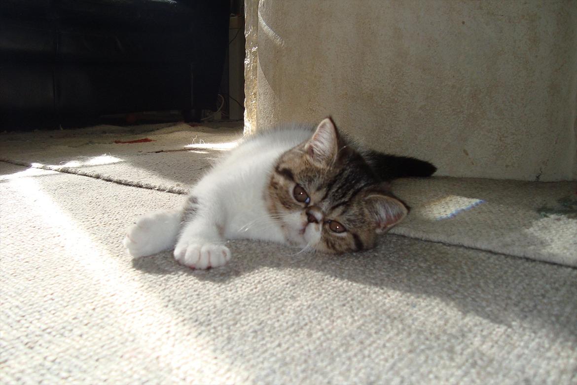 Exotic ronaldo billede 7