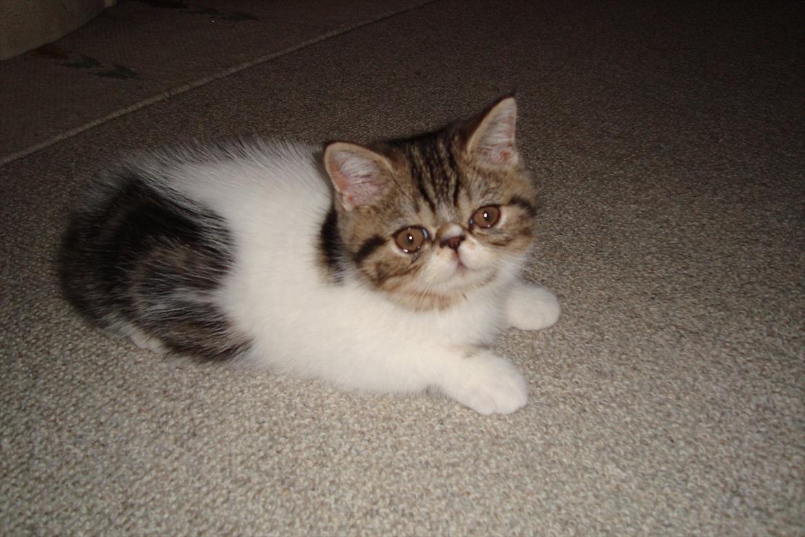 Exotic ronaldo billede 8