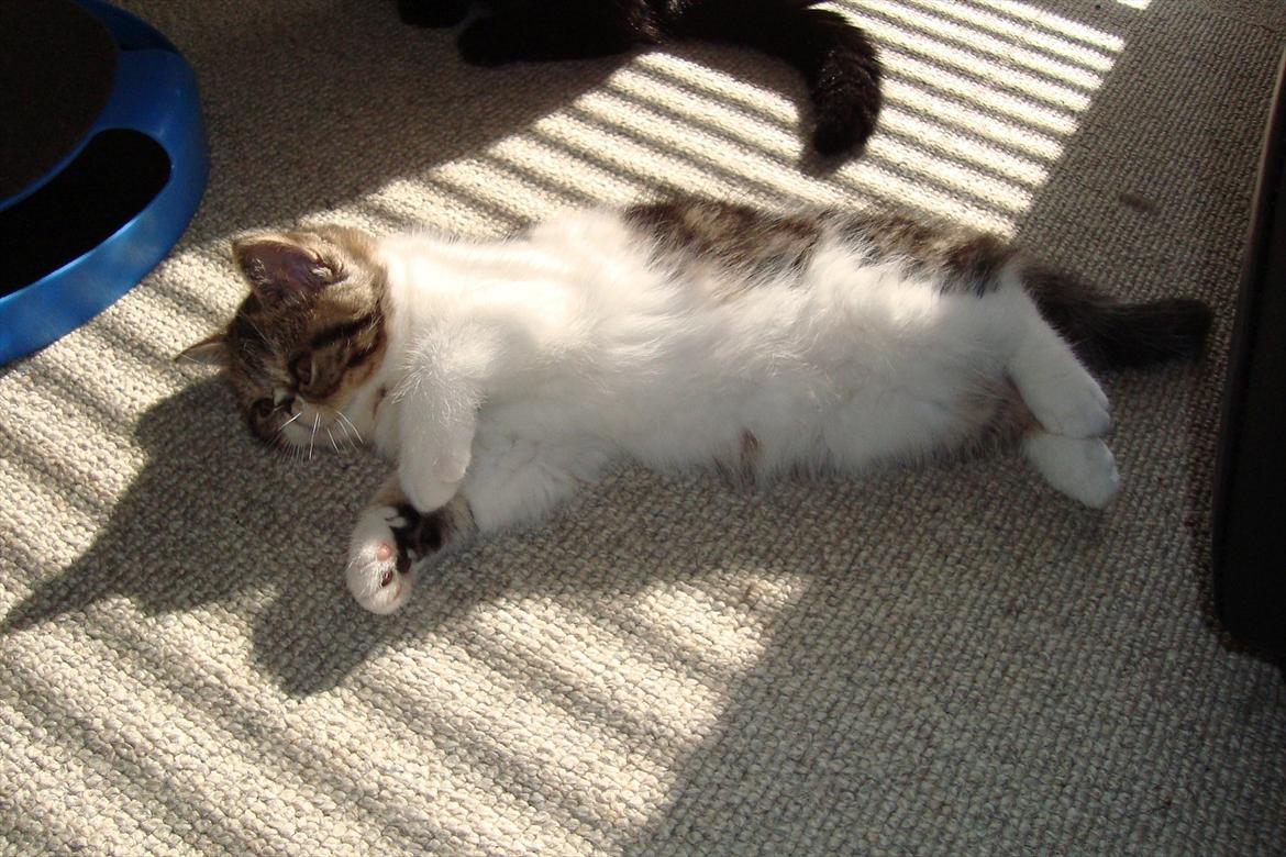 Exotic ronaldo billede 9