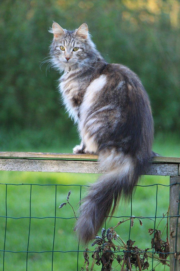 Maine Coon Liluu billede 18