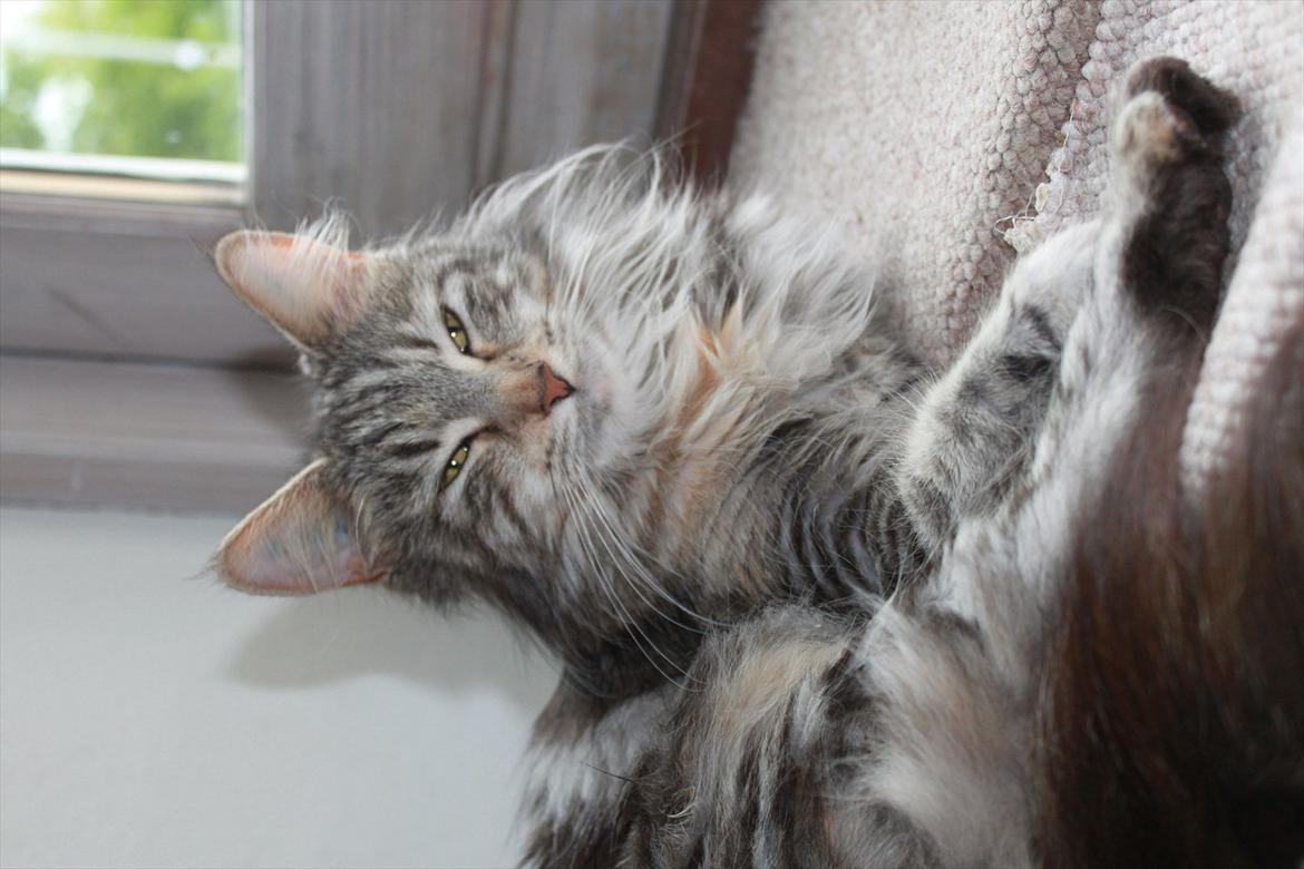 Maine Coon Liluu billede 19