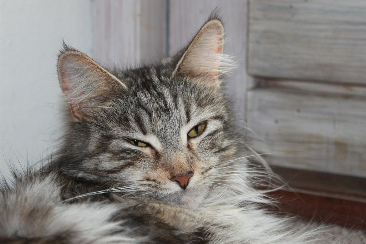 Maine Coon Liluu billede 20