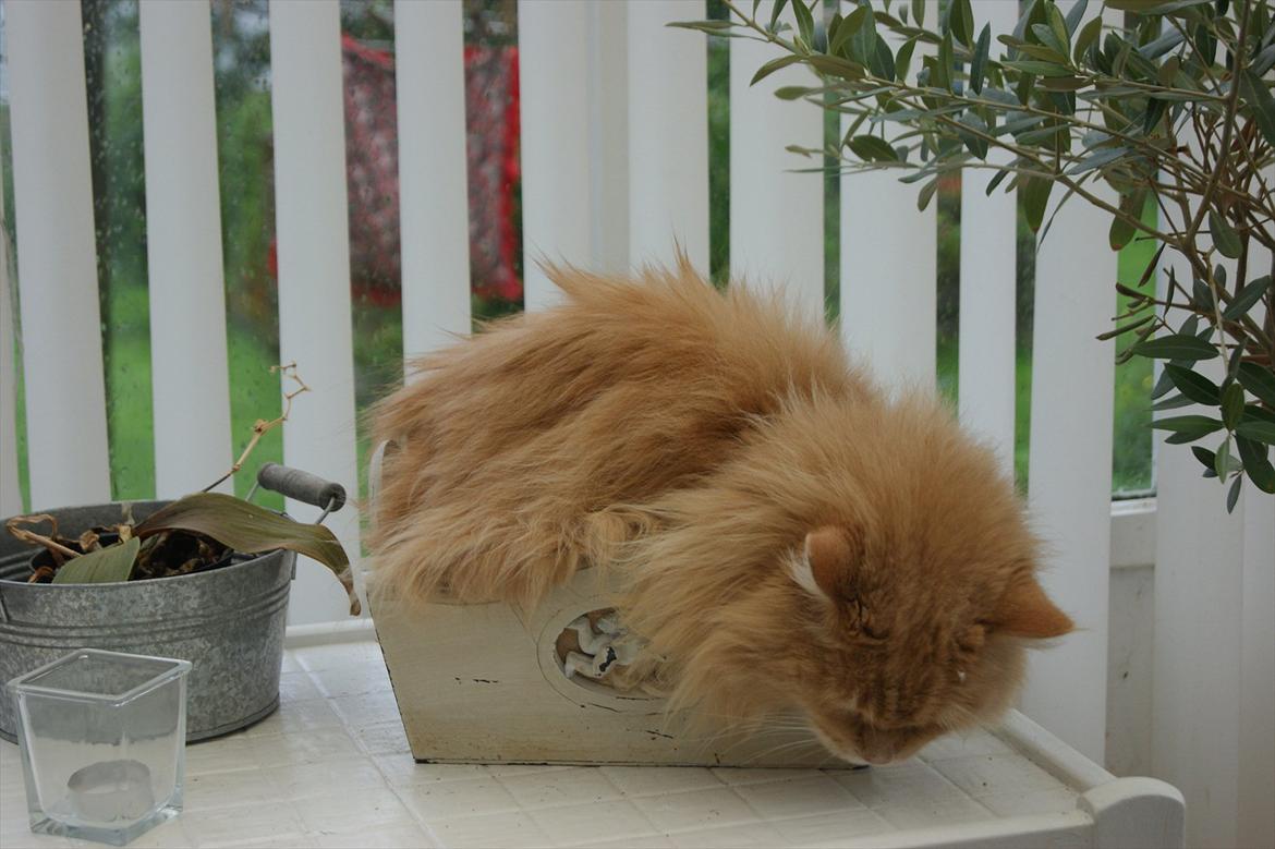 Maine Coon Felix - Sådan kan man jo også sove! billede 7