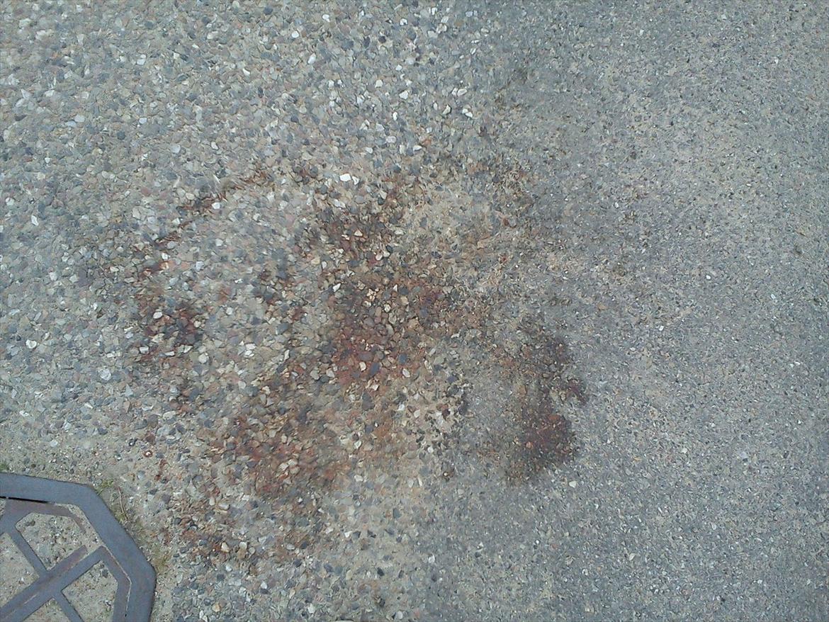 Huskat Bivskid R.I.P søndag d. 2 oktober 2011 billede 17