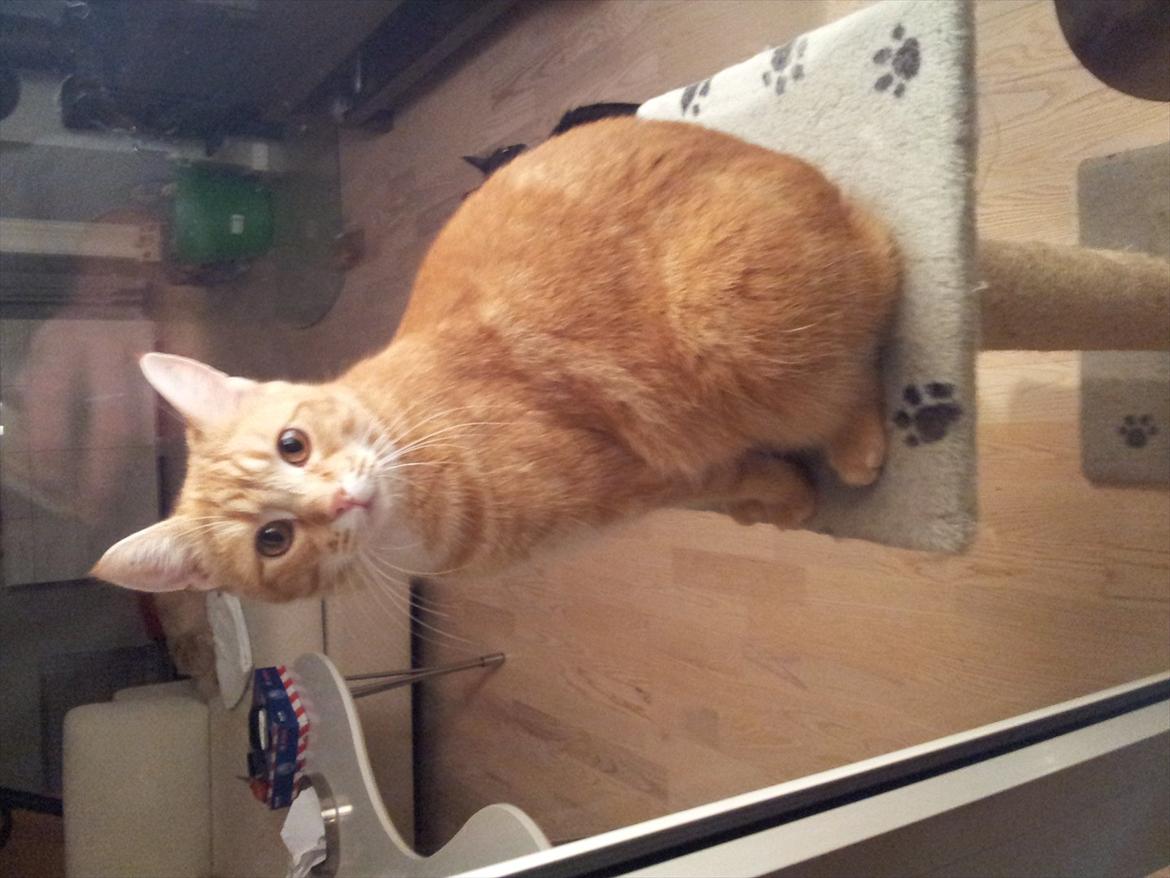 Blanding af racer Mathias - taget d.3/10 mathias er nu halvandet år gammel:) billede 12