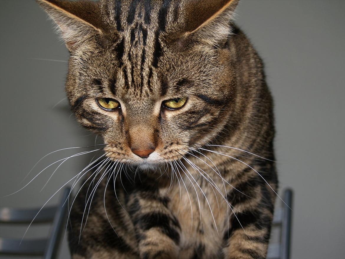 Blanding af racer Captain Morgan - Morgan billede 4