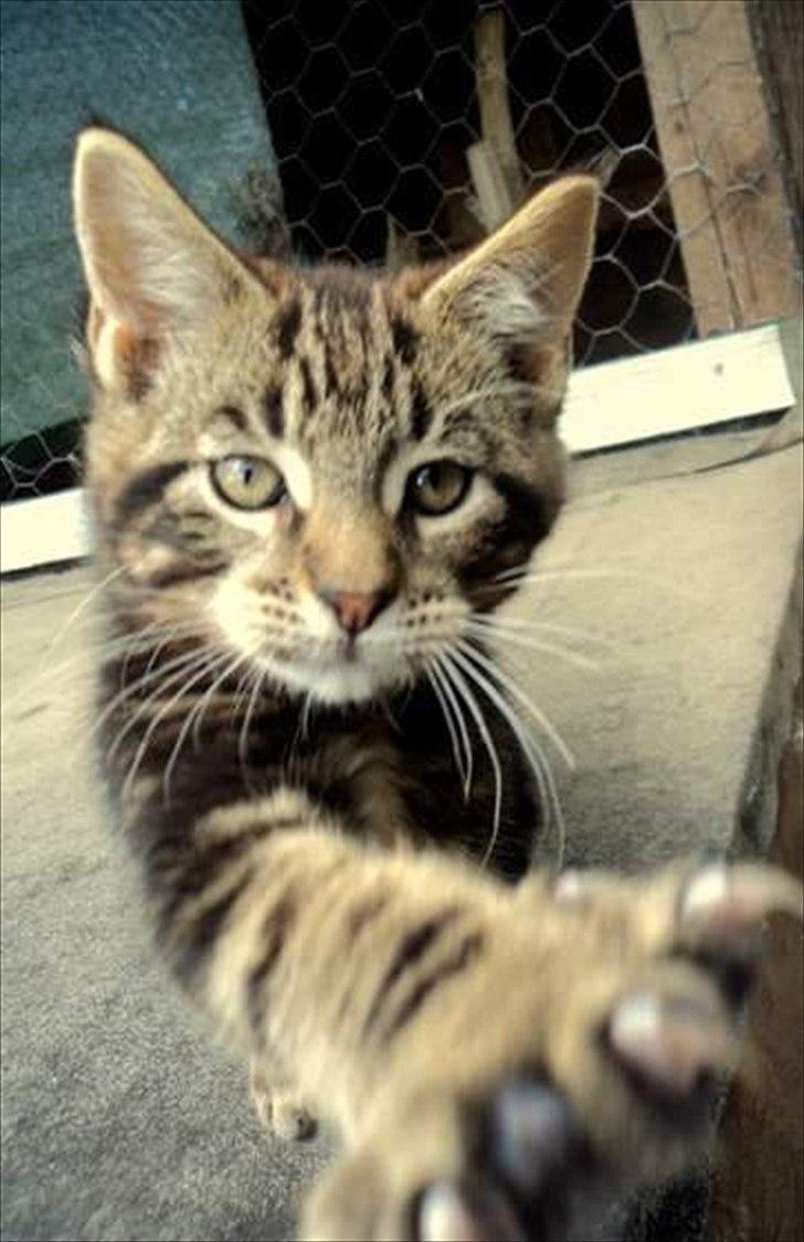 Blanding af racer Captain Morgan billede 16