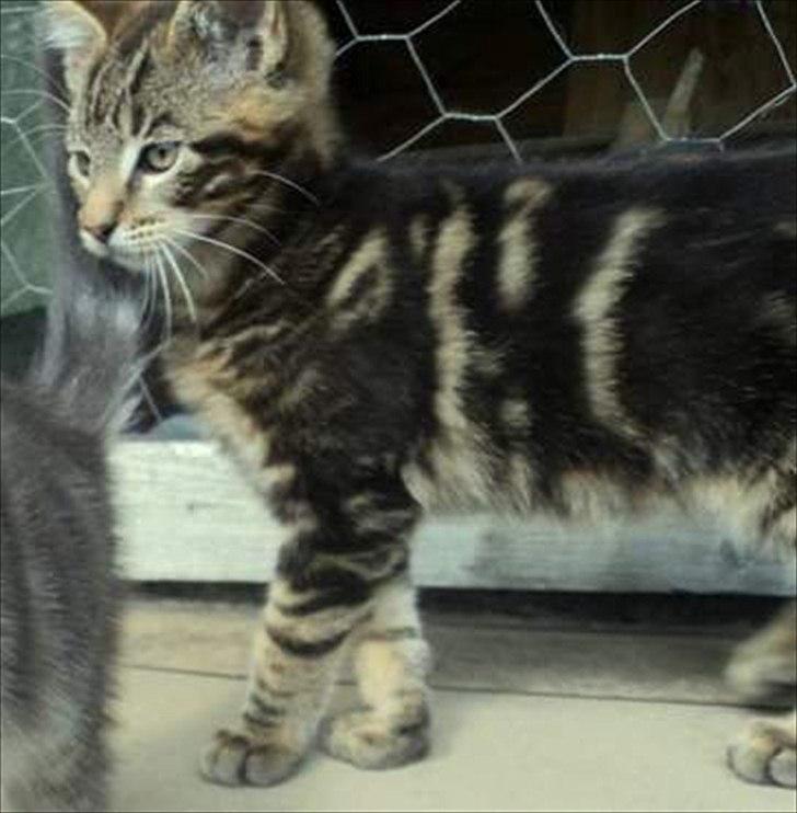 Blanding af racer Captain Morgan billede 14