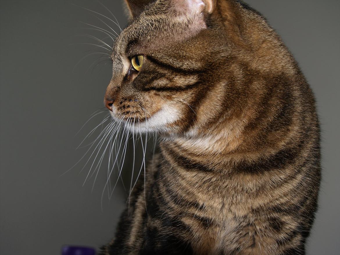 Blanding af racer Captain Morgan billede 1