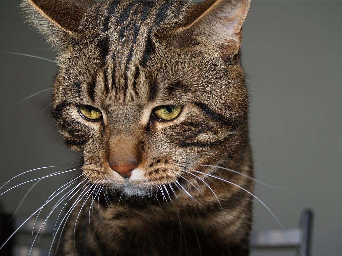 Blanding af racer Captain Morgan billede 6