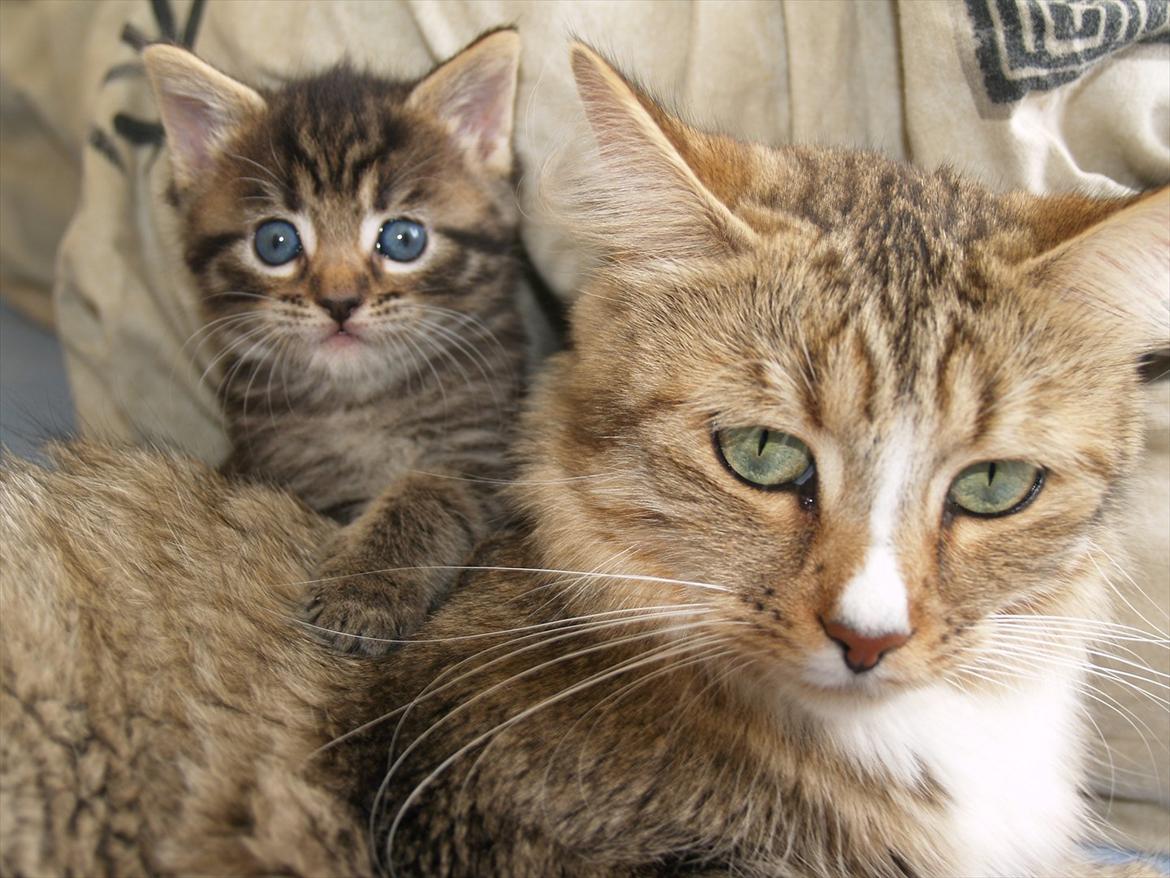 Blanding af racer Bailey Island billede 35