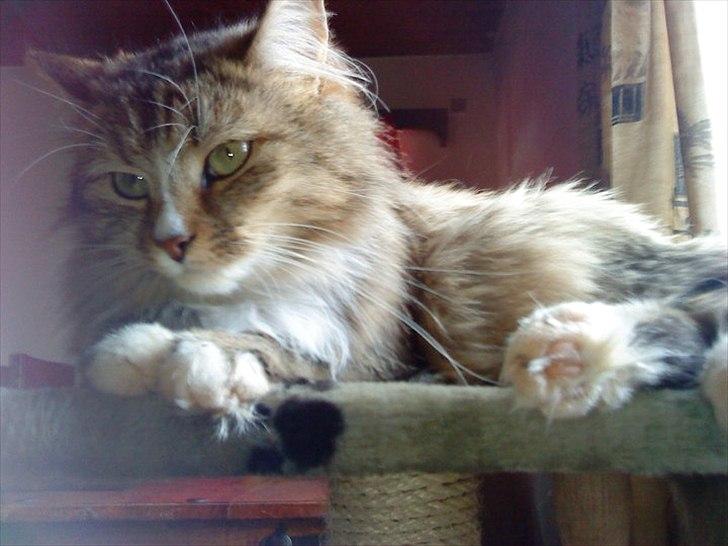 Blanding af racer Bailey Island billede 29