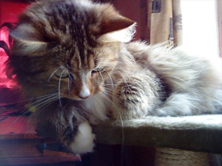 Blanding af racer Bailey Island billede 30