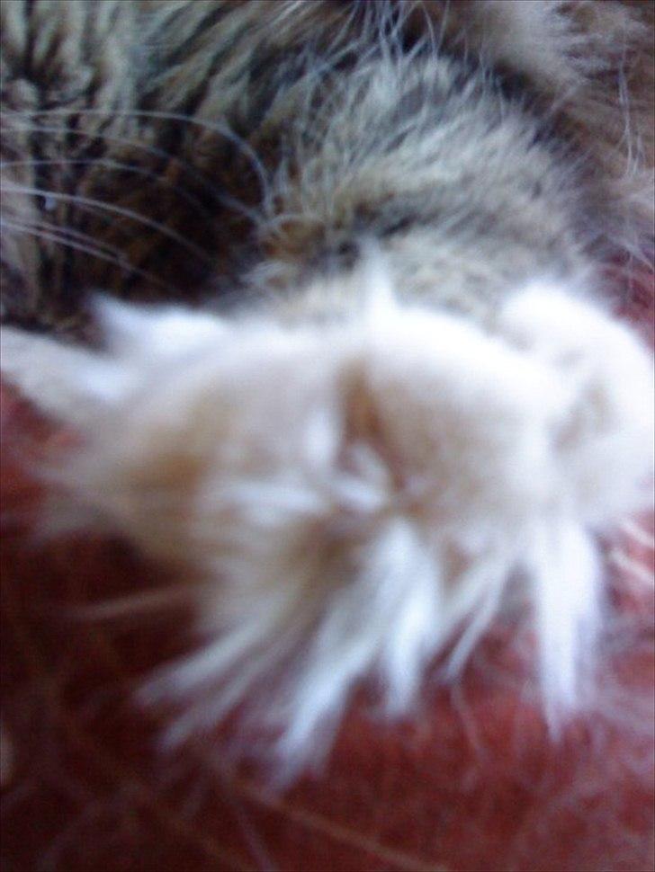 Blanding af racer Bailey Island billede 34