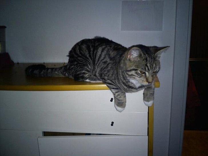 Blanding af racer Q billede 1