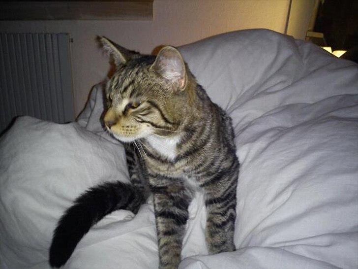 Blanding af racer Q billede 2