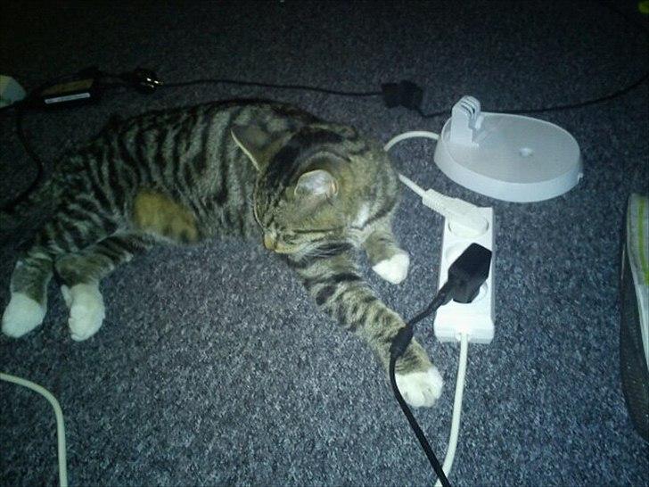 Blanding af racer Q billede 3