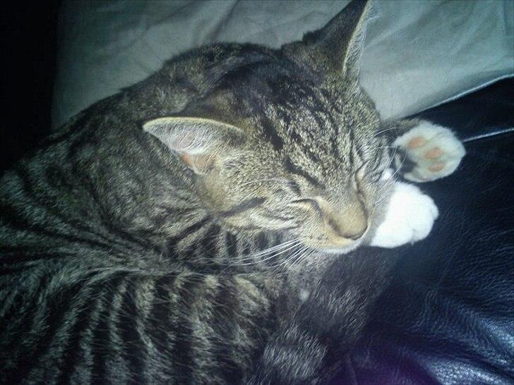 Blanding af racer Q billede 4