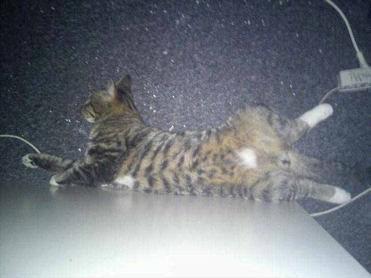 Blanding af racer Q billede 5