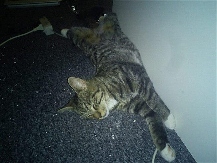 Blanding af racer Q billede 6