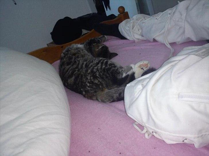 Blanding af racer Q billede 7