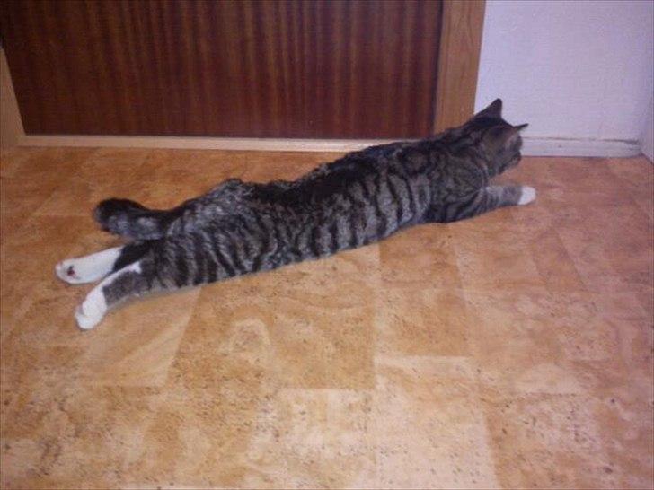 Blanding af racer Q billede 8