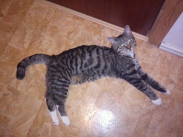 Blanding af racer Q billede 9