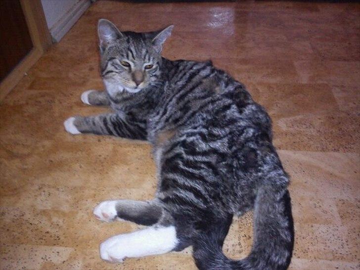 Blanding af racer Q billede 10