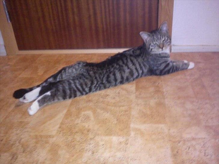 Blanding af racer Q billede 11