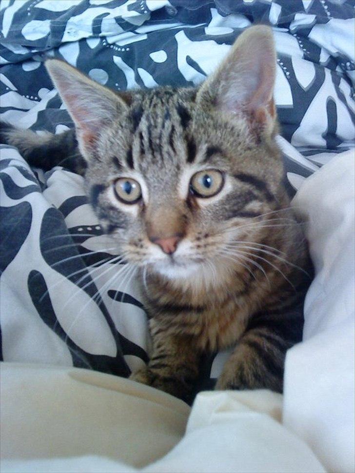 Blanding af racer Captain Morgan billede 19