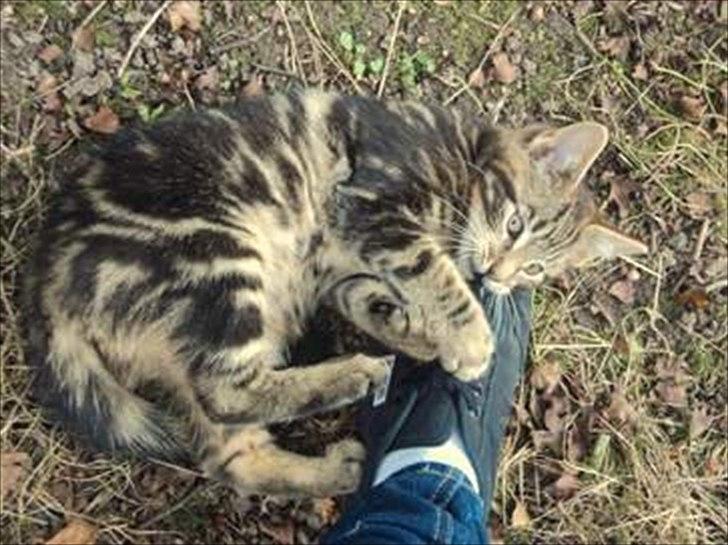 Blanding af racer Captain Morgan billede 21