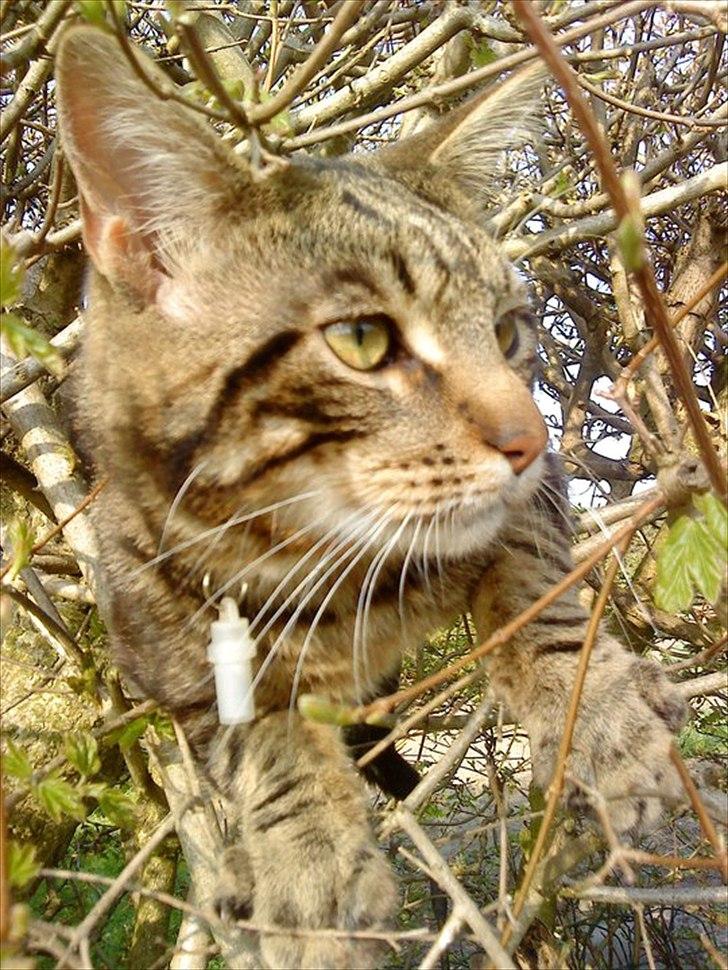 Blanding af racer Captain Morgan billede 22