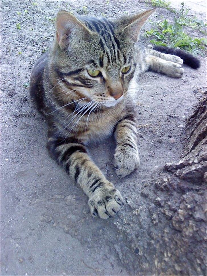 Blanding af racer Captain Morgan billede 23