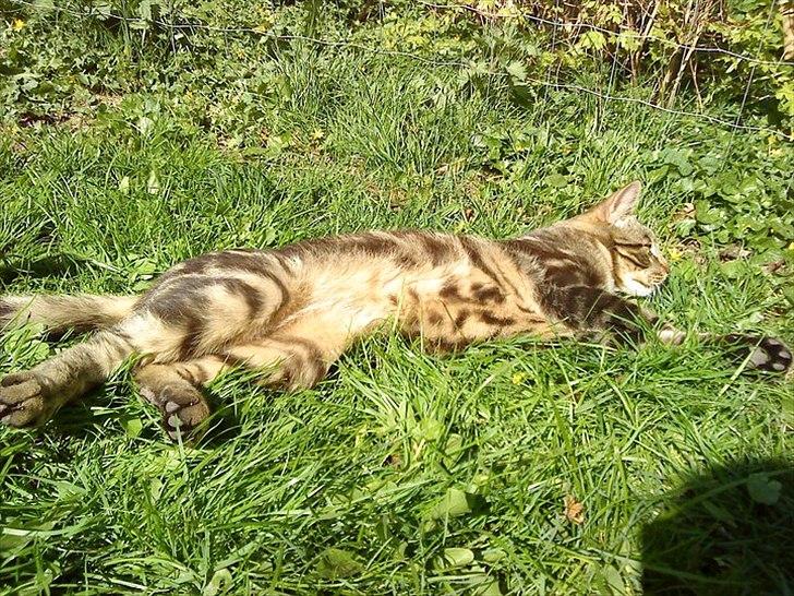 Blanding af racer Captain Morgan billede 20