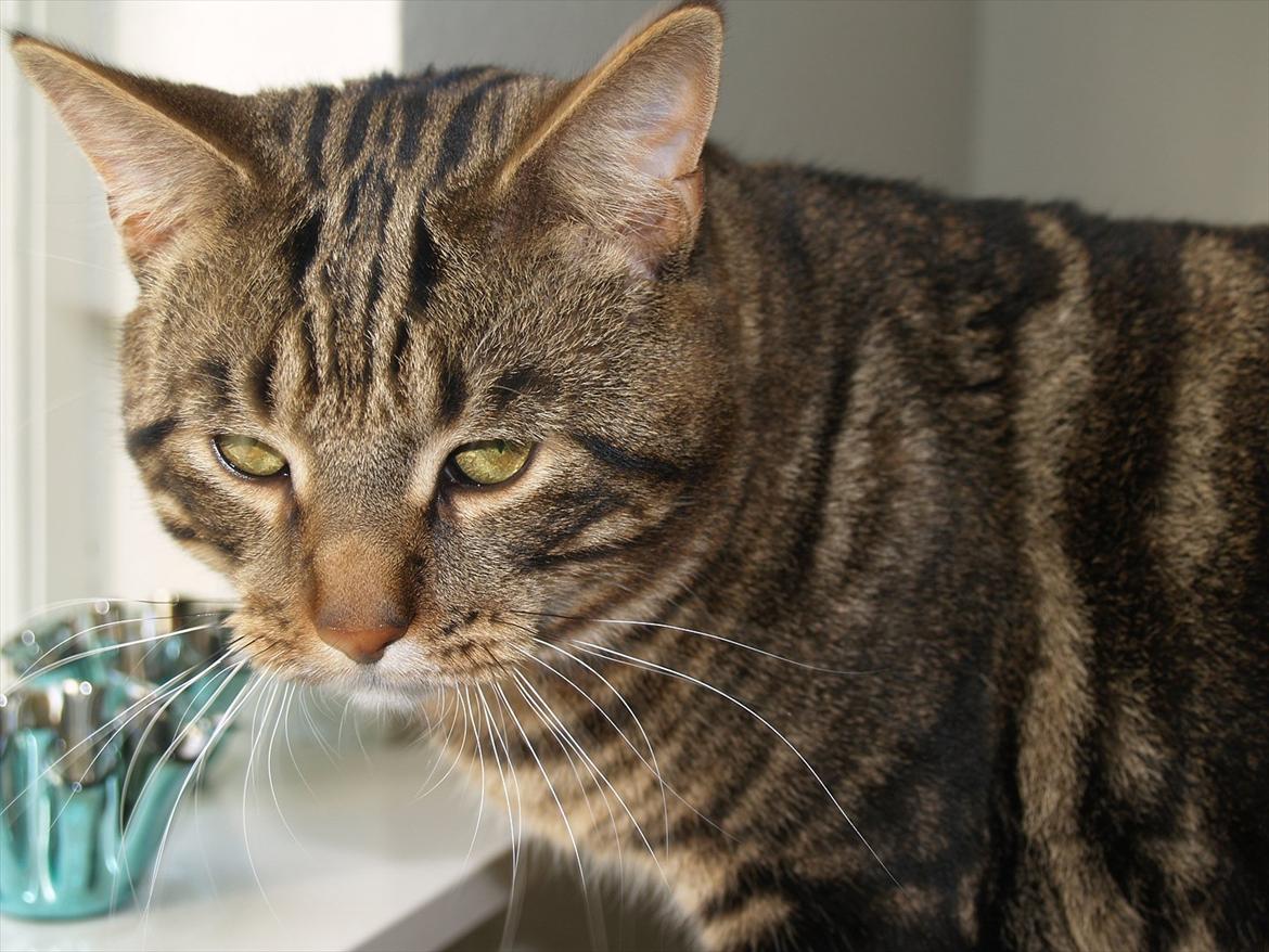 Blanding af racer Captain Morgan billede 8