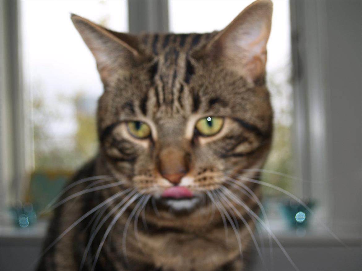 Blanding af racer Captain Morgan billede 9