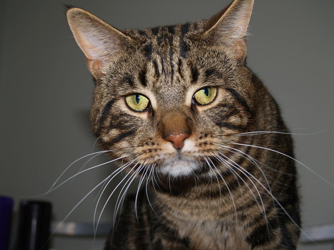 Blanding af racer Captain Morgan billede 2