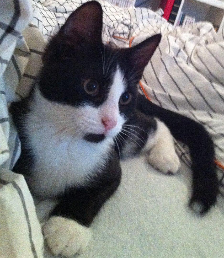 Blanding af racer Neo (himmelkat) - Læg mærke til den lille hvide spids på halen billede 6