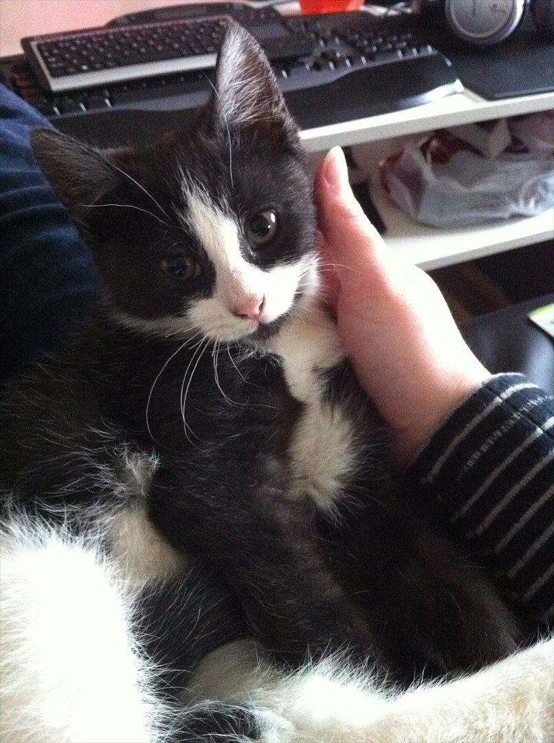 Blanding af racer Neo (himmelkat) - 2. dagen efter vi fik ham hjem. Allerede helt rolig. billede 7