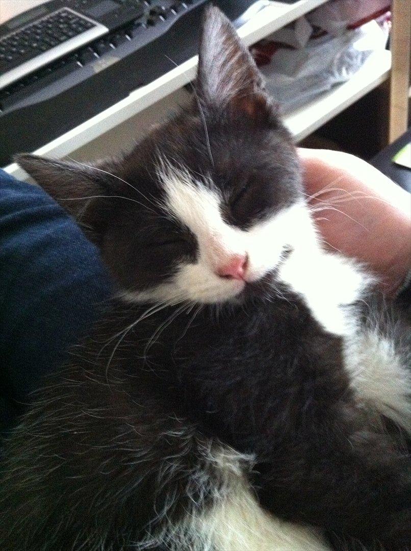 Blanding af racer Neo (himmelkat) - Taget 15 sek. efter billede 2. Sover :) billede 8