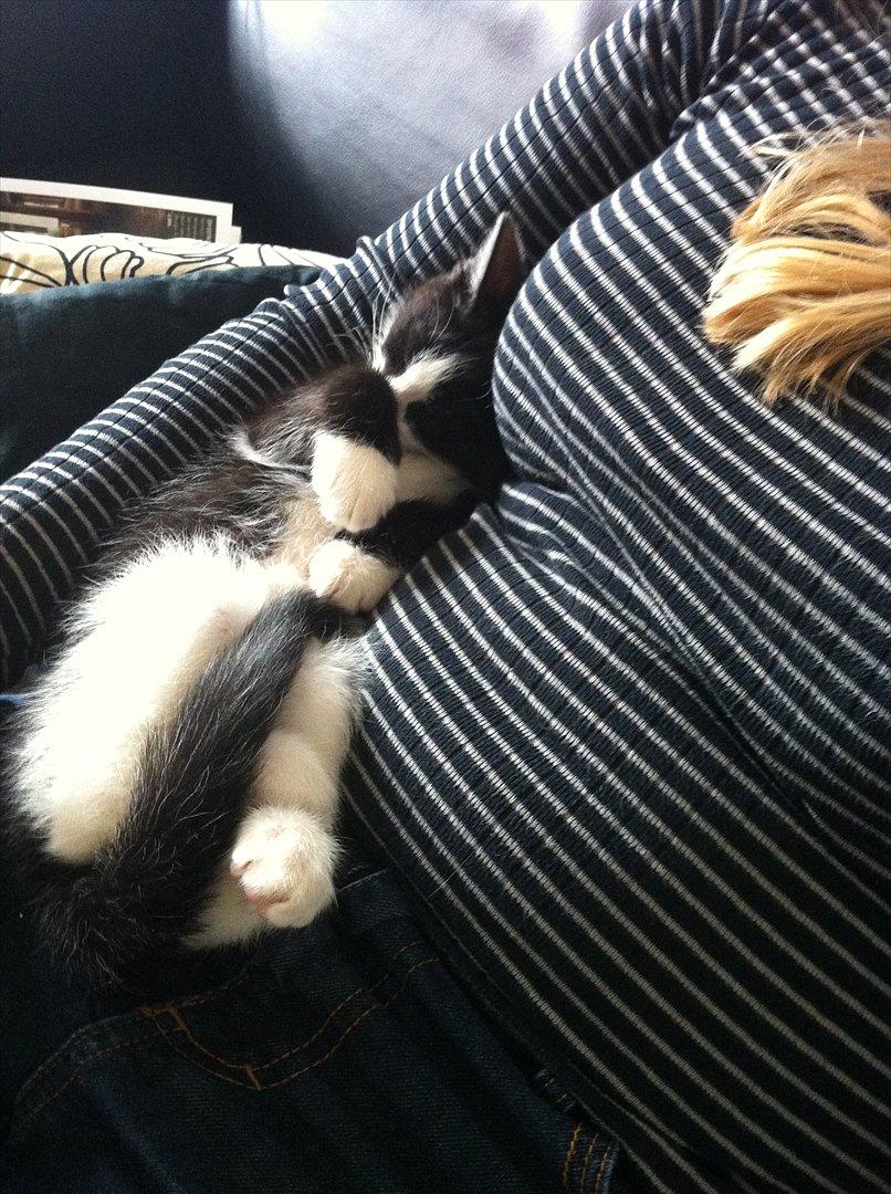 Blanding af racer Neo (himmelkat) - Sover trygt. Også fra 2. dagen. billede 9