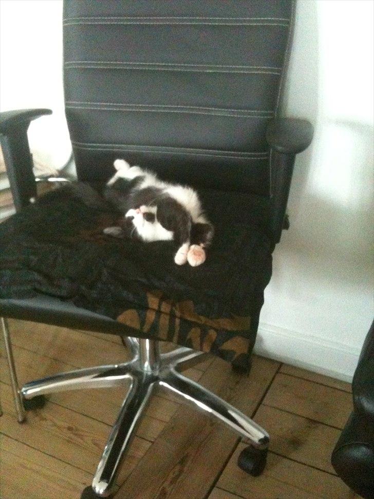 Blanding af racer Neo (himmelkat) - Nyder sollyset på kontorstolen.  billede 10