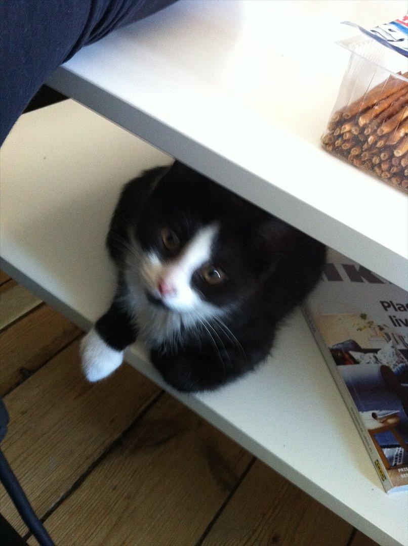 Blanding af racer Neo (himmelkat) billede 11