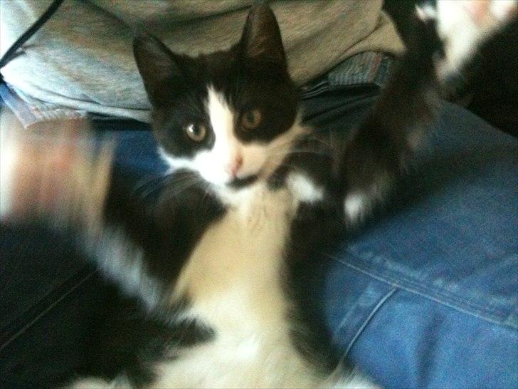 Blanding af racer Neo (himmelkat) - Legesyg.. :) billede 12