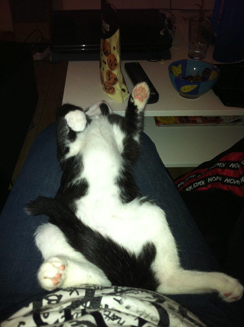 Blanding af racer Neo (himmelkat) - Han er nu kær ;) billede 13