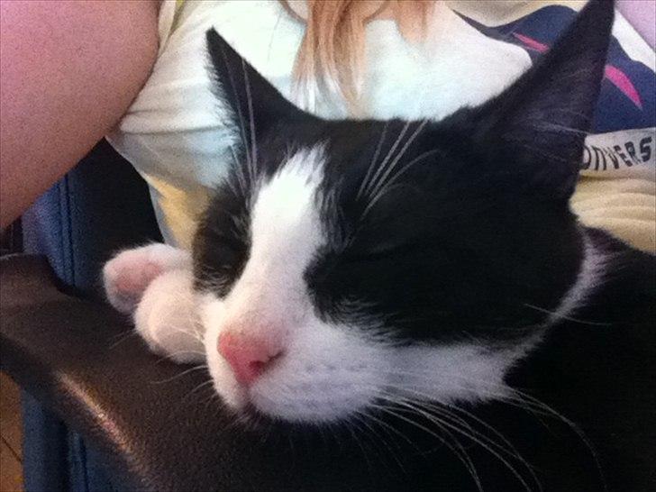 Blanding af racer Neo (himmelkat) billede 14