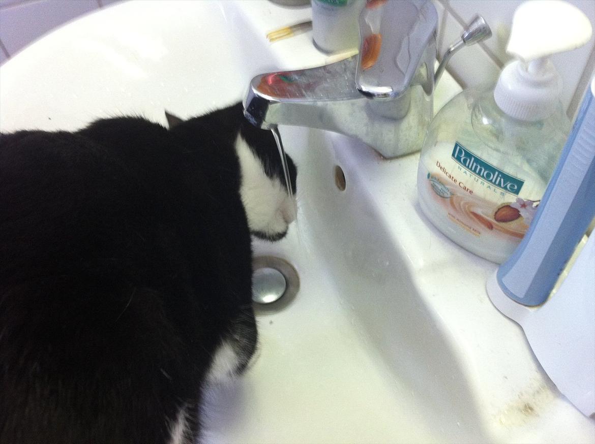 Blanding af racer Neo (himmelkat) - Som man kan se sidder han i vasken :) billede 15