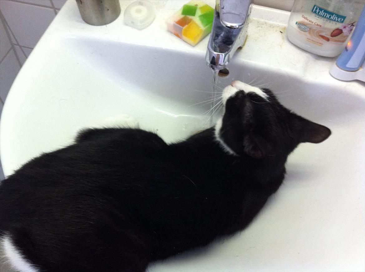 Blanding af racer Neo (himmelkat) - Og her ligger man i vasken og bliver godt våd.. billede 16