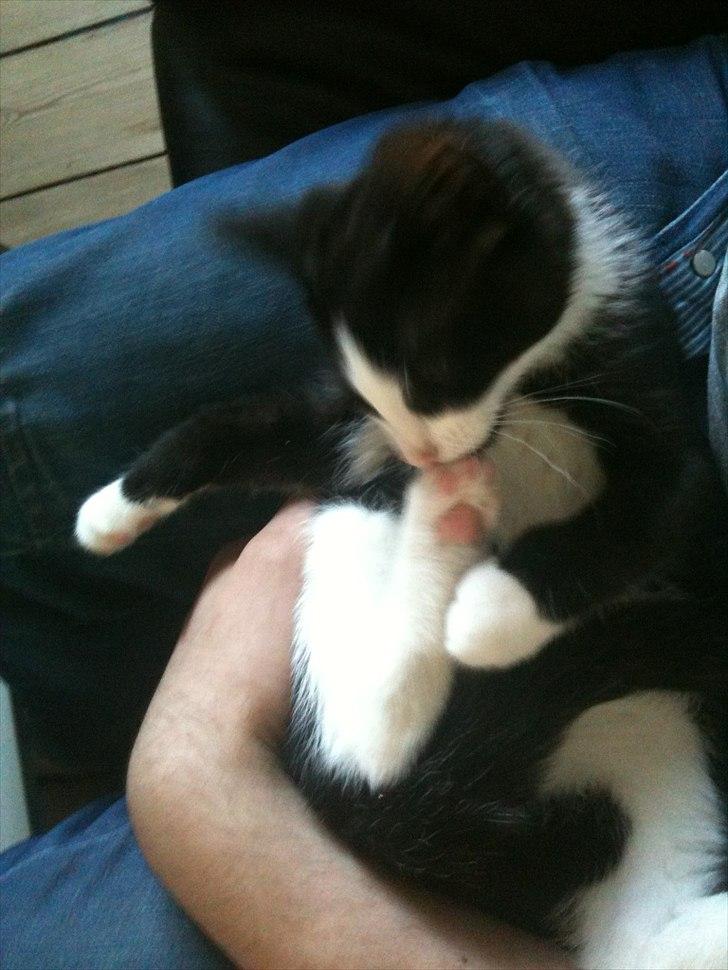 Blanding af racer Neo (himmelkat) billede 17