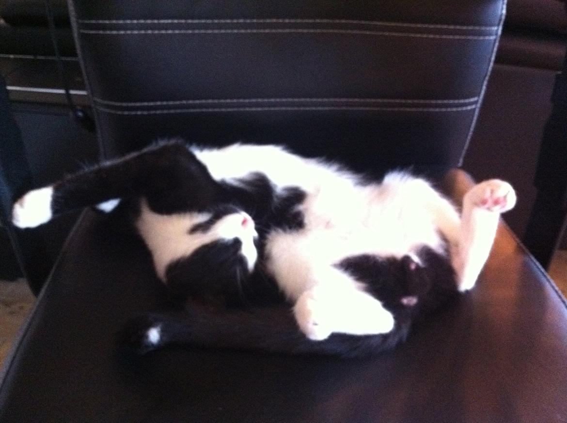 Blanding af racer Neo (himmelkat) billede 18